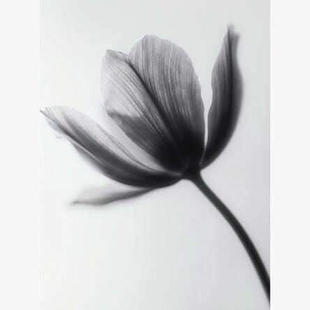 Poster „Schwarz-weiße Blume“