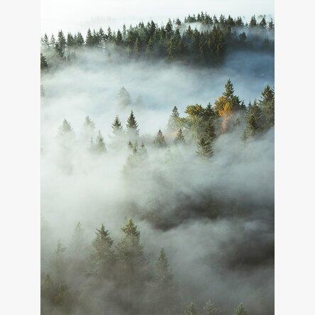 Poster „Wald im Nebel“