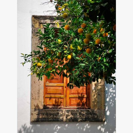 Poster „Orangenbaum“