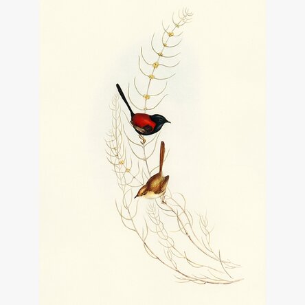 Poster „Bunte Vögel auf einem Ast“