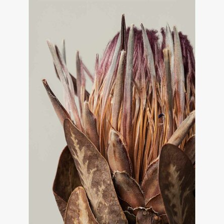 Poster mit rosa Protea