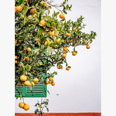 Poster „Tangerines“