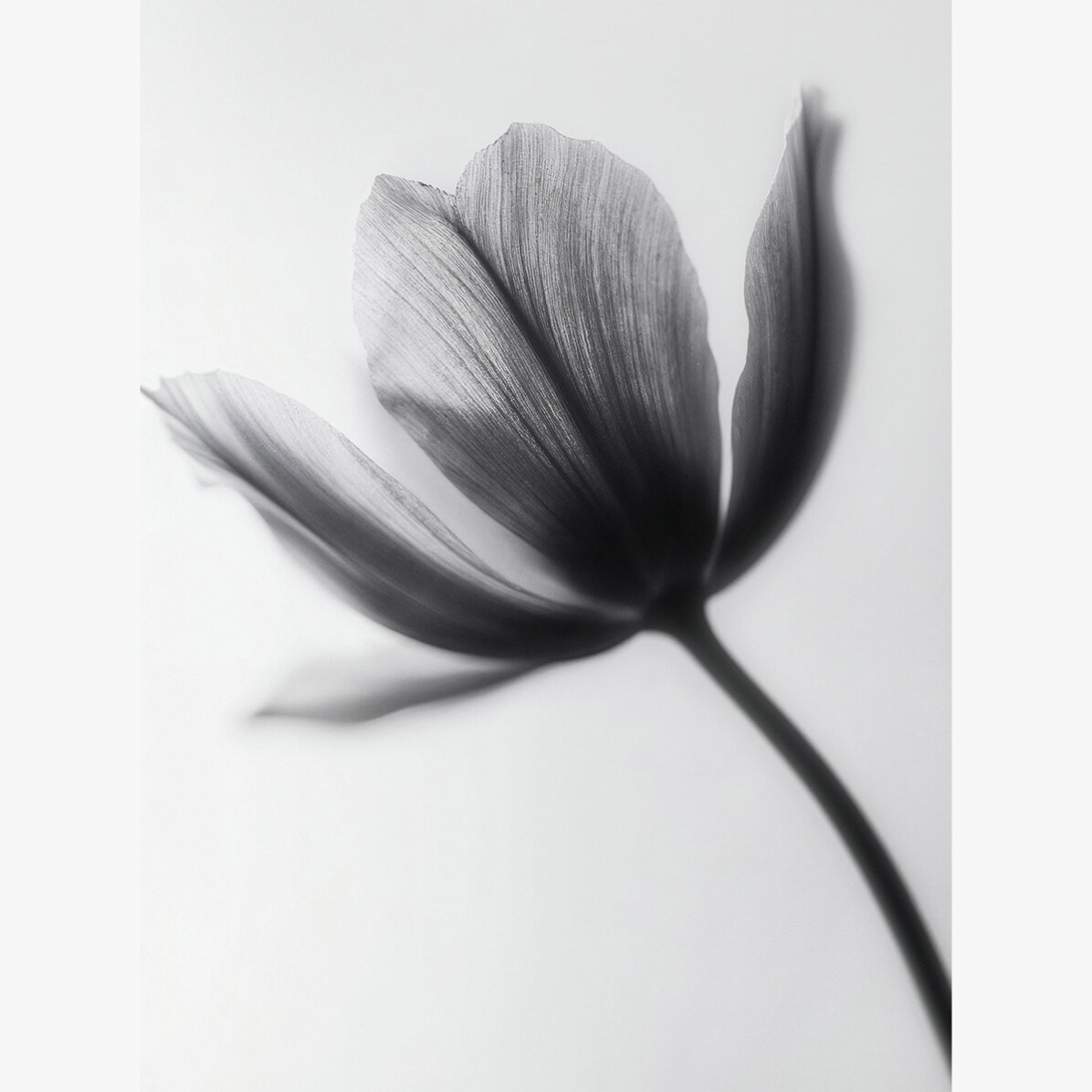 Poster „Schwarz-weiße Blume“