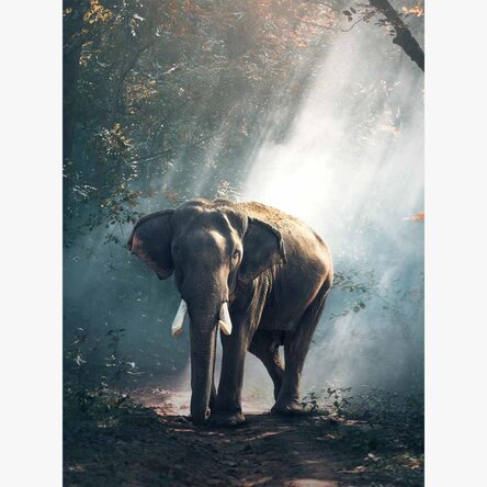 Elefanten-Poster