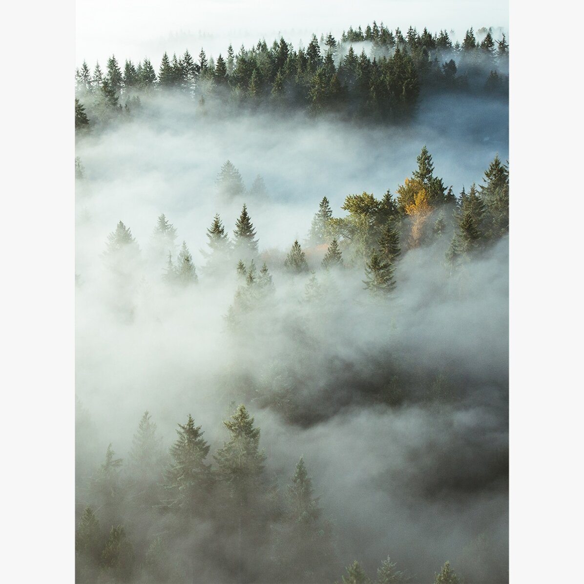 Poster „Wald im Nebel“