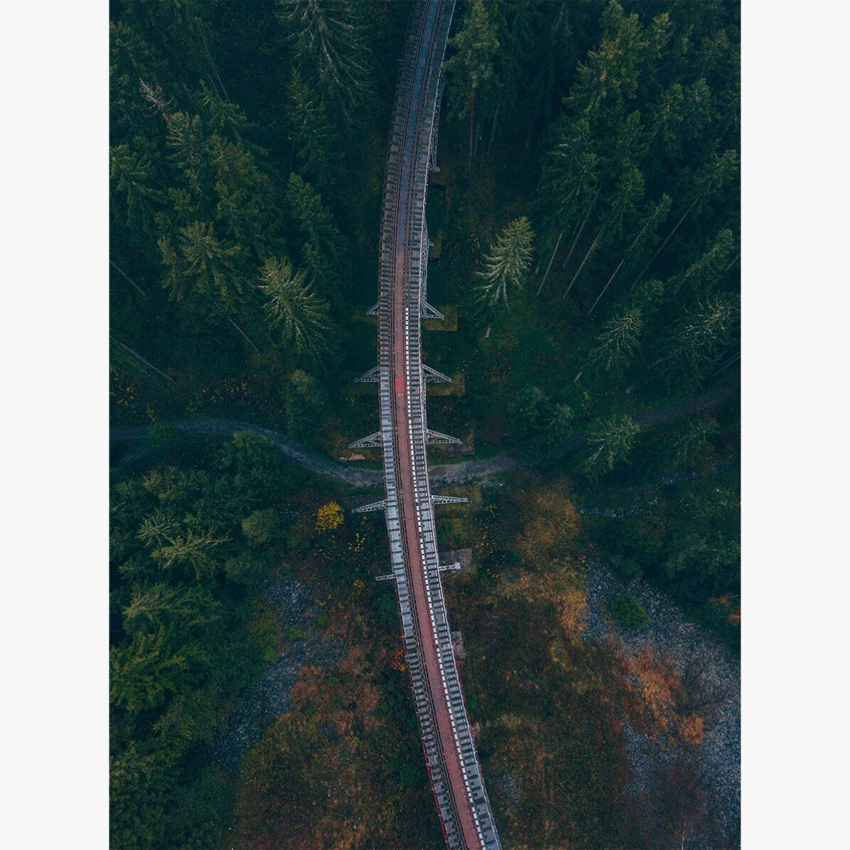 Poster „Forest“
