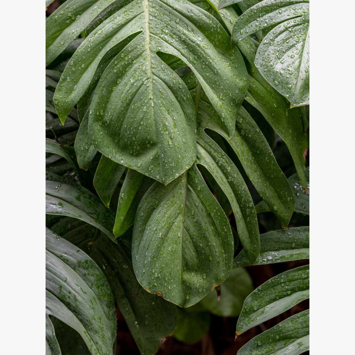 Monstera-Poster