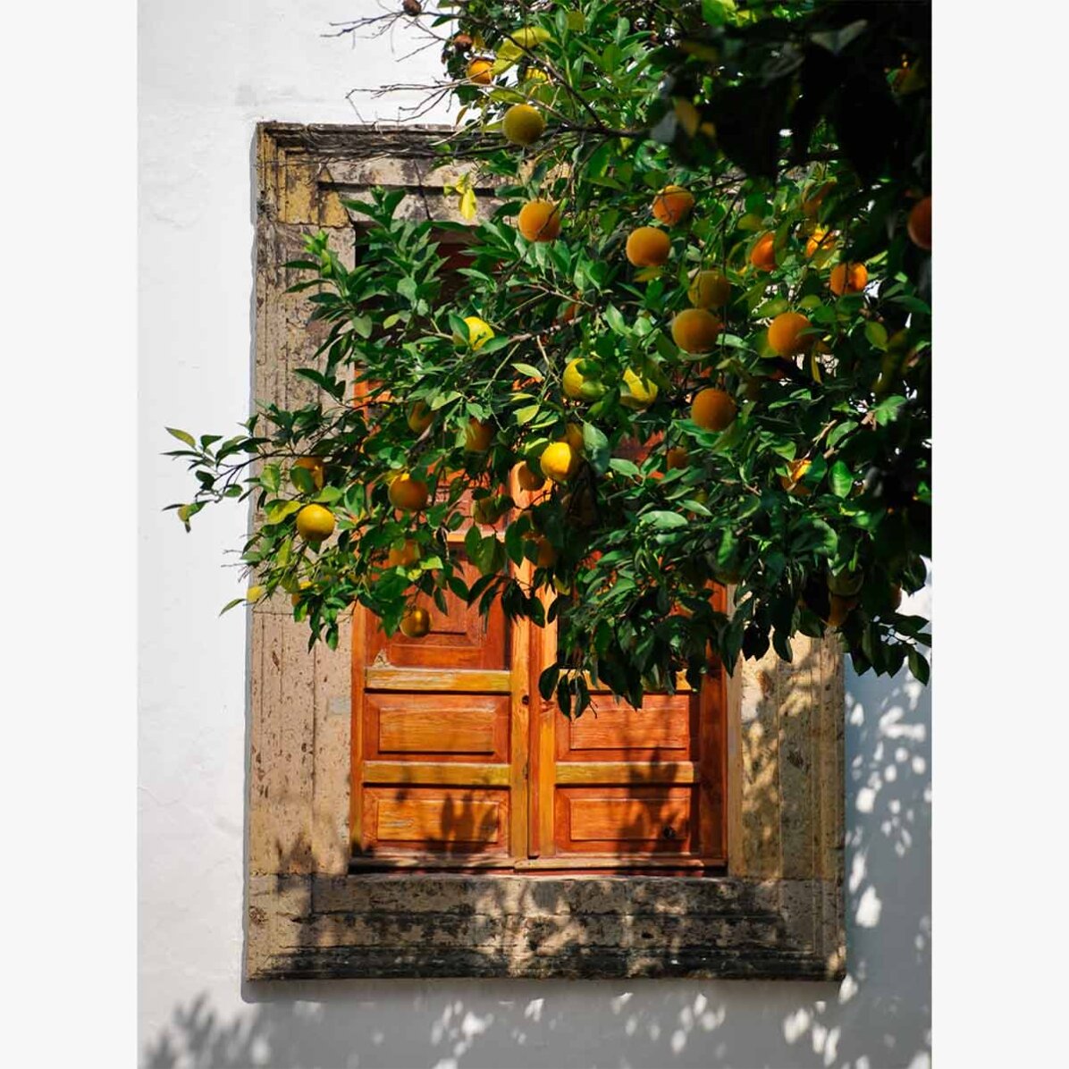 Poster „Orangenbaum“