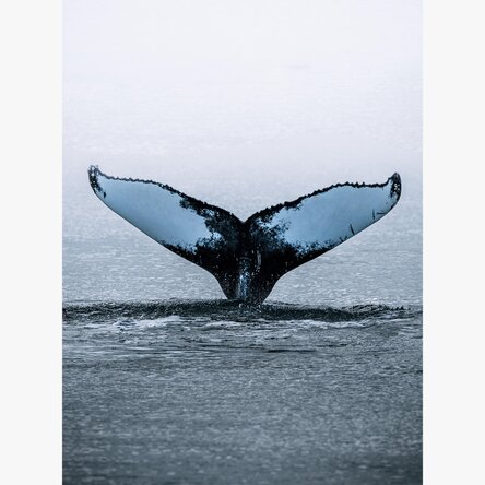 Poster „Whale Tail“